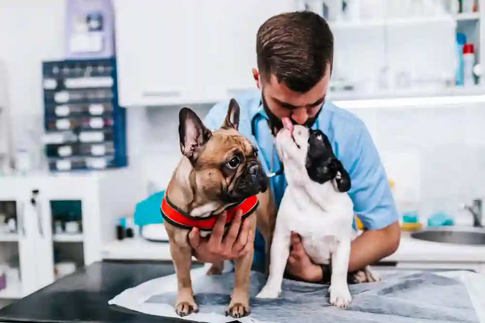 Pet Insurance Demystified: Unraveling the Myths and Facts